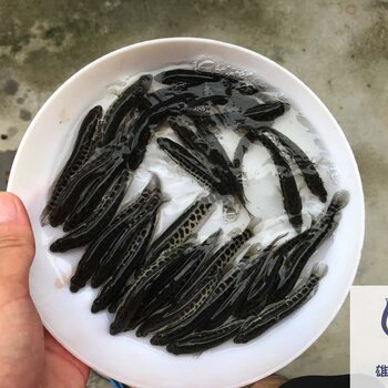 烏鱧魚苗養殖基地財魚苗快大好養殖雜交生魚苗批發價格